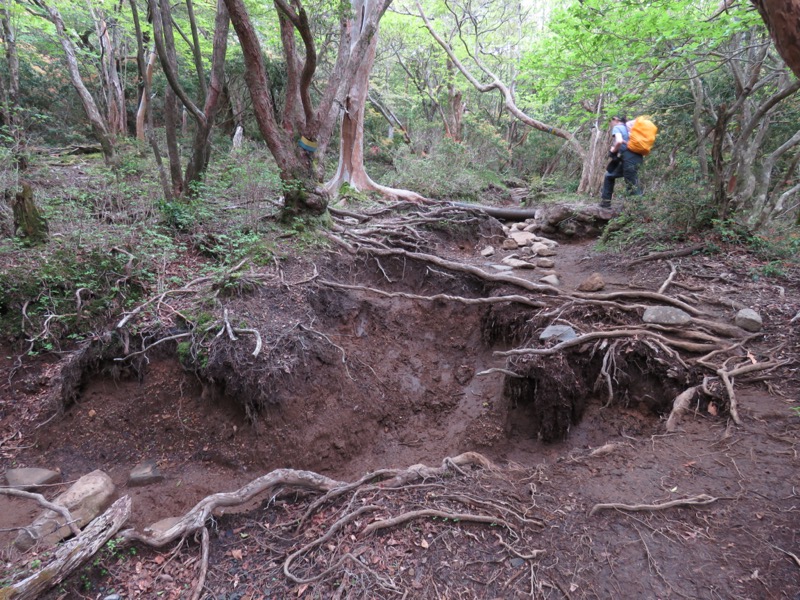 天城山。登山道がこのような川になると、もう修理ではおさまりません。