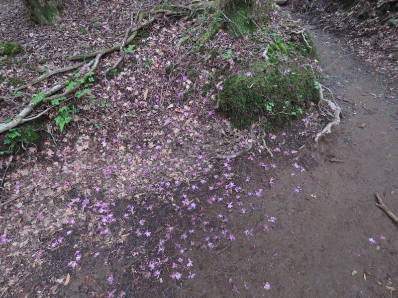 天城山。うれしいですね、登山道に花びらが「散り敷かれて」いました。一瞬、それが華々しい光景と見えました。ミツバツツジが咲いている、