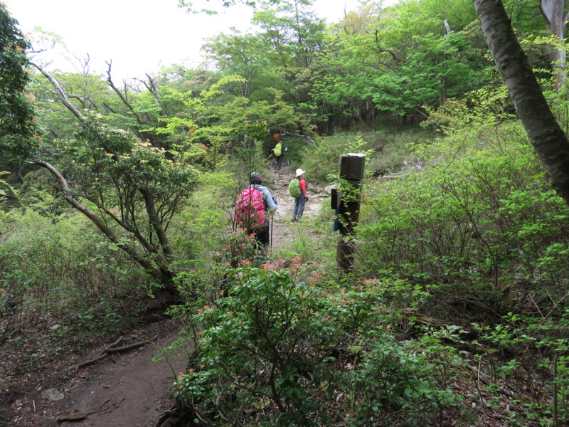 天城山。「足元注意」という黄色の標識もありますが、これこそ四辻からたどってきた菅引川の源流部。地形図では年中水流があることをしめす青線が標高約1,180mまであるとされていますが、ここでは完全な涸れ沢です。