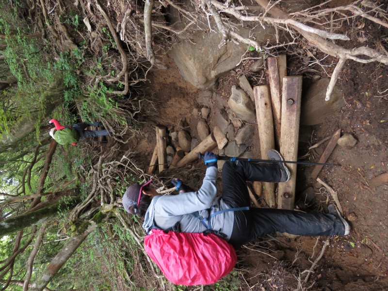 天城山。これが天城山の登山道の現実です。全国の山で部分的に見られる「破壊された登山道」の典型的な状況です。