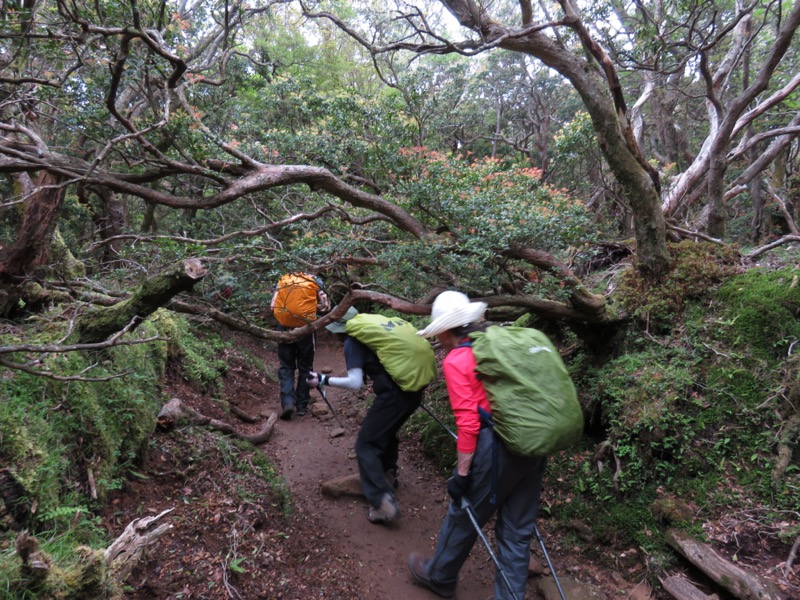 天城山。馬の背はほぼイコールでアセビのトンネルです。