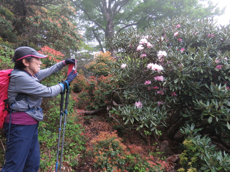 天城山。天城山のシャクナゲはどうも、ひとまとまりの大きな木となって、そこにたくさんの花をつけるというのが特徴的な姿なのかなと思います。