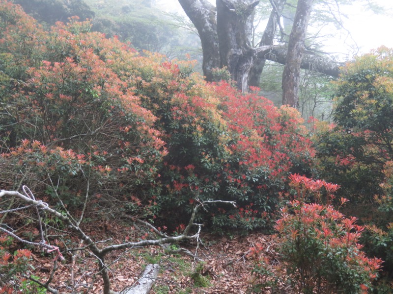 天城山。150~189 年前には天城山で大規模な炭の生産が行われていたことが文書から明らかであり、天城山のブナ林がその影響を受けていることを示唆している。