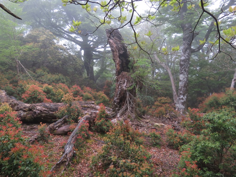 天城山。この場所は、以前、ブナの巨木があるという小さな標識に導かれて、繰り返し訪れることになった場所です。