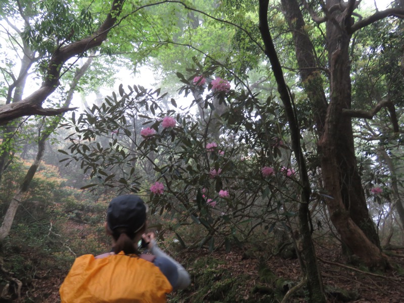 天城山。万二郎岳から万三郎岳へと延びる稜線の登山道は北（進行右手）の伊豆市と南の東伊豆町との境界とも重なっているのです。