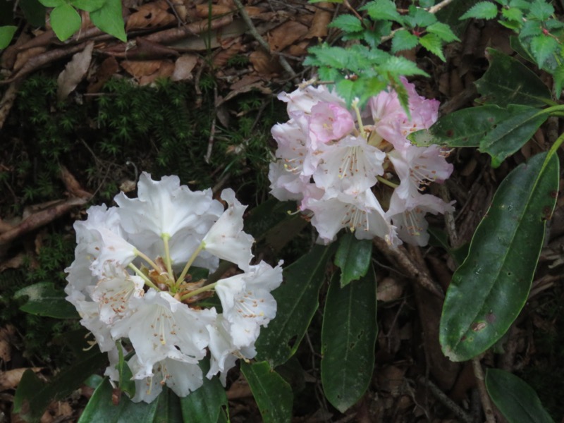 天城山。白花アマギシャクナゲ。