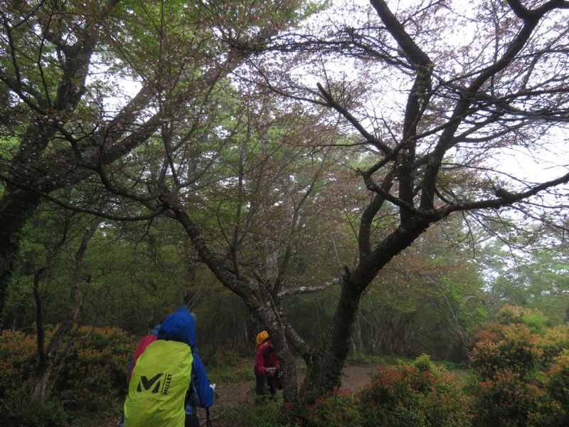 天城山。縦走路と、涸沢分岐へ下って四辻へと戻るシャクナゲコースが分かれます。その場所で、富士桜(マメザクラ)の木が1本、主役を張っていました。