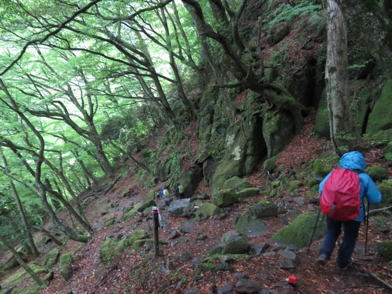 天城山。こういう道はいいですね。あまり高低差がつかないようにしながら、岩を避けて踏んだ道筋をたどります。