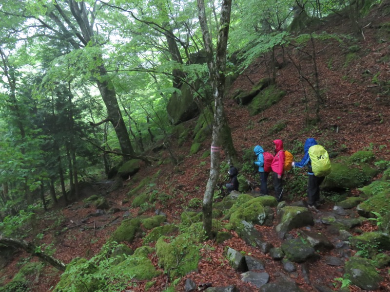 天城山。こういう道がどこまでも、どこまでも続いていく、という感じです。ピンクのテープが道筋を有効に示してくれています。いい道です。