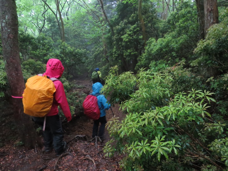 天城山。急に、道の雰囲気が変わりました。濃密な森林という感じが気分を変えてくれました。