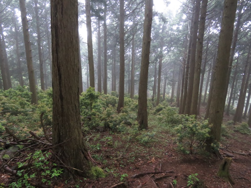 天城山。シカに食われやすいスギの木の下に、シカが食べないアセビの低木が広がっています。