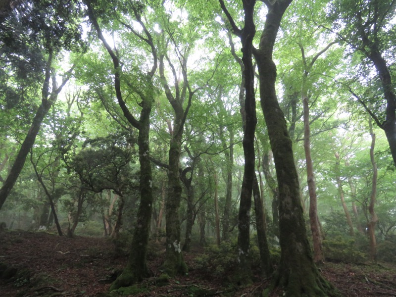 天城山。こちらは登山道から見上げた斜面。ブナの木があり、奥にちらちらとヒメシャラのツルンとした木肌が見えています。