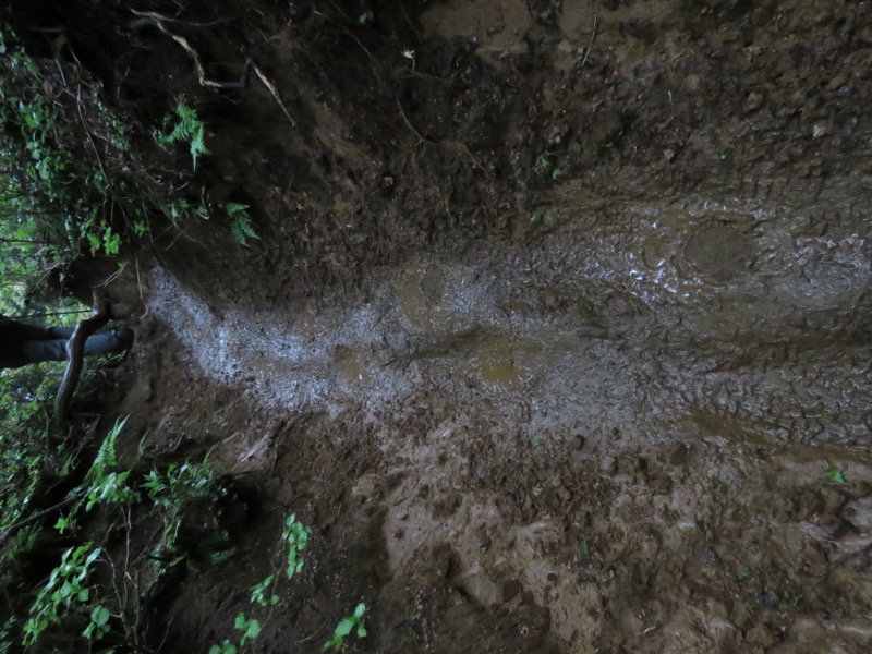 天城山。後で調べてみると、登山道はこのあたりで無名の沢の水源と接しています。具体的なことは理解できていませんが、その谷筋の水が登山道を湿らせていたはずです。