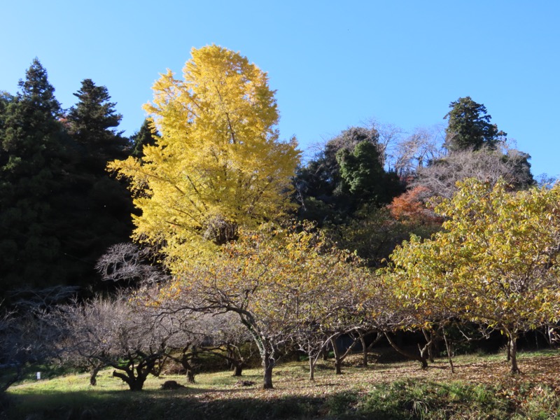 大高取山