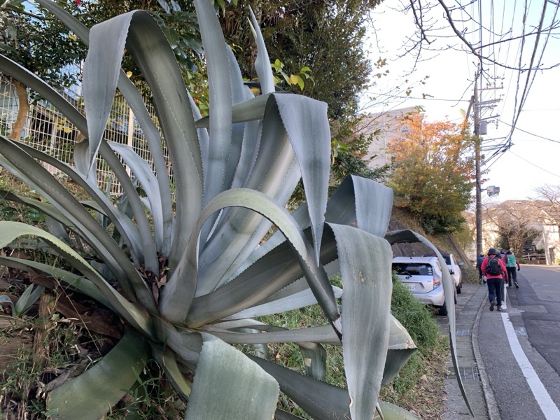 糸の会 鎌倉