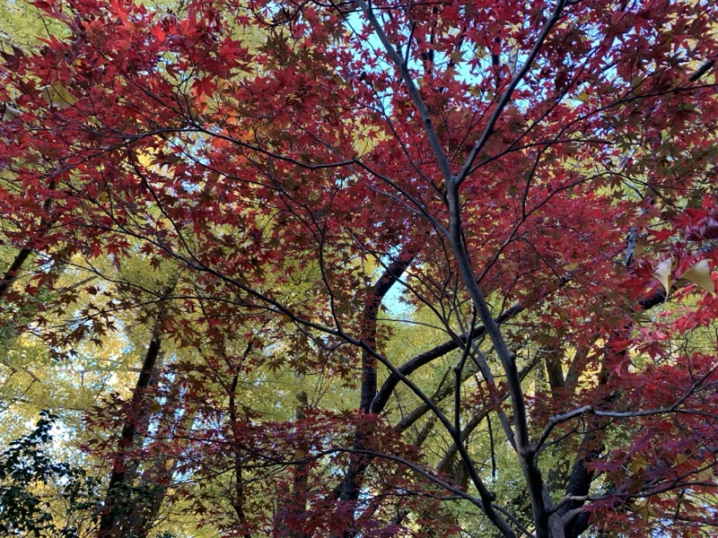 糸の会 鎌倉