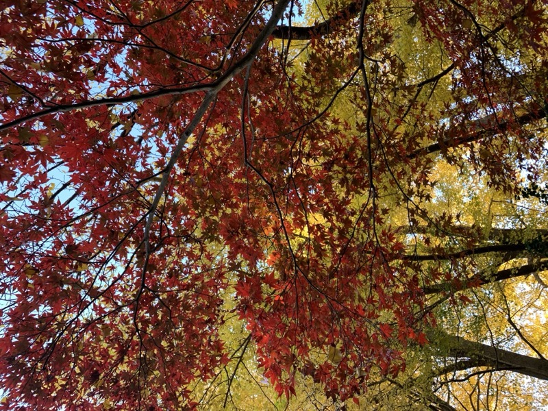 糸の会 鎌倉