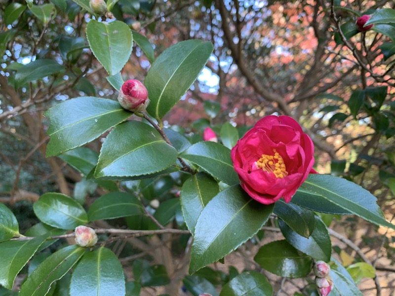 糸の会 鎌倉