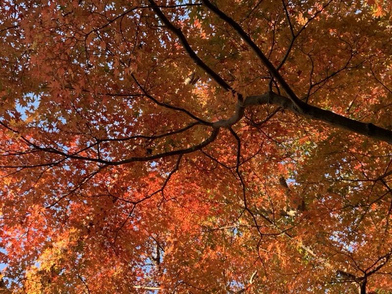 糸の会 鎌倉