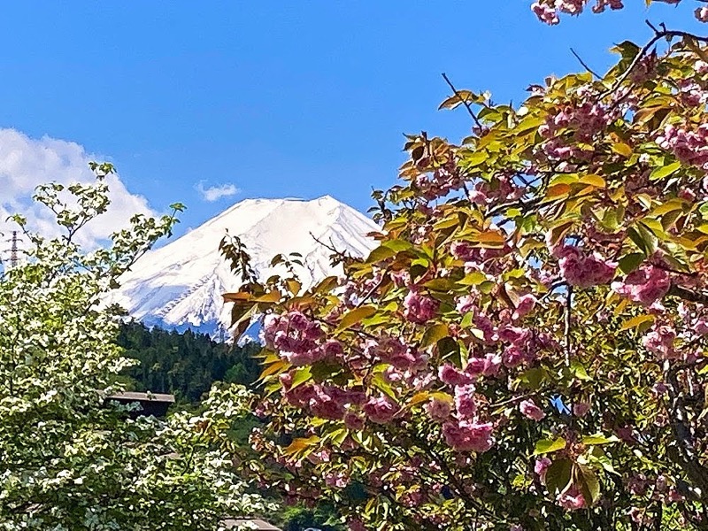 倉見山、桂川公園、富士山