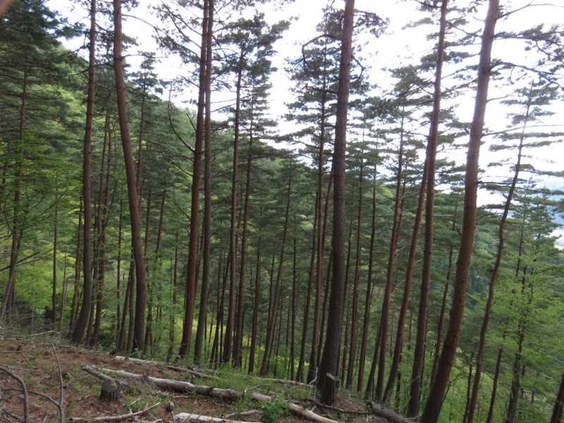 倉見山