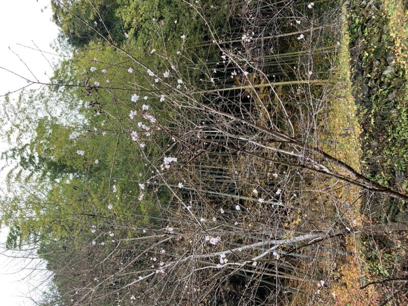 桜山、冬桜、モミジ、サザンカ、ツバキ