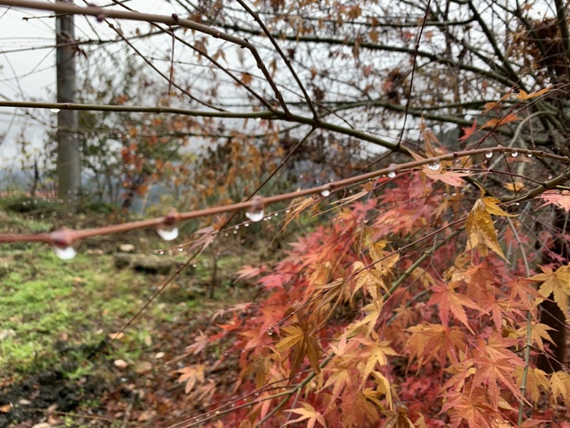 桜山、冬桜、モミジ、サザンカ、ツバキ