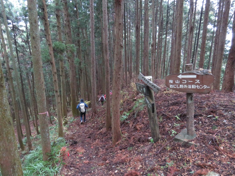 桜山、冬桜、モミジ、サザンカ、ツバキ