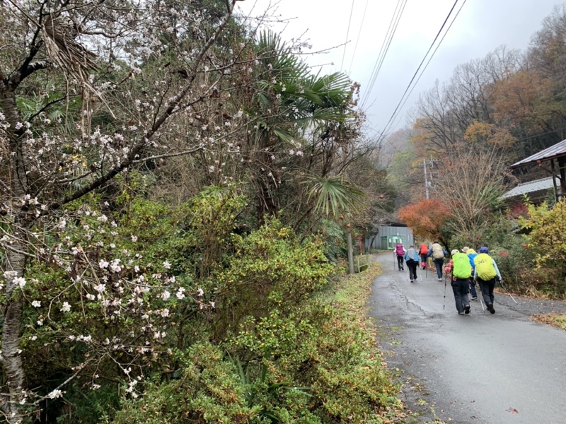 桜山、冬桜、モミジ、サザンカ、ツバキ