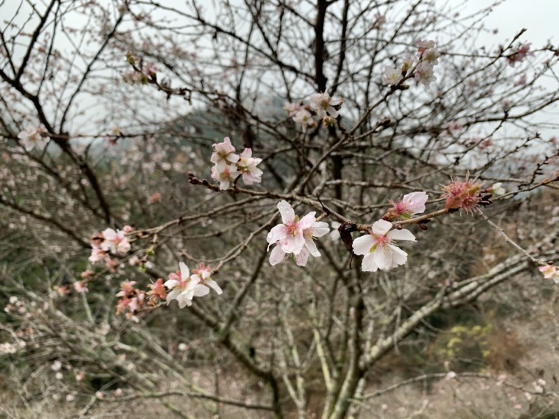 桜山、冬桜、モミジ、サザンカ、ツバキ