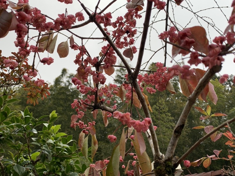 桜山、冬桜、モミジ、サザンカ、ツバキ