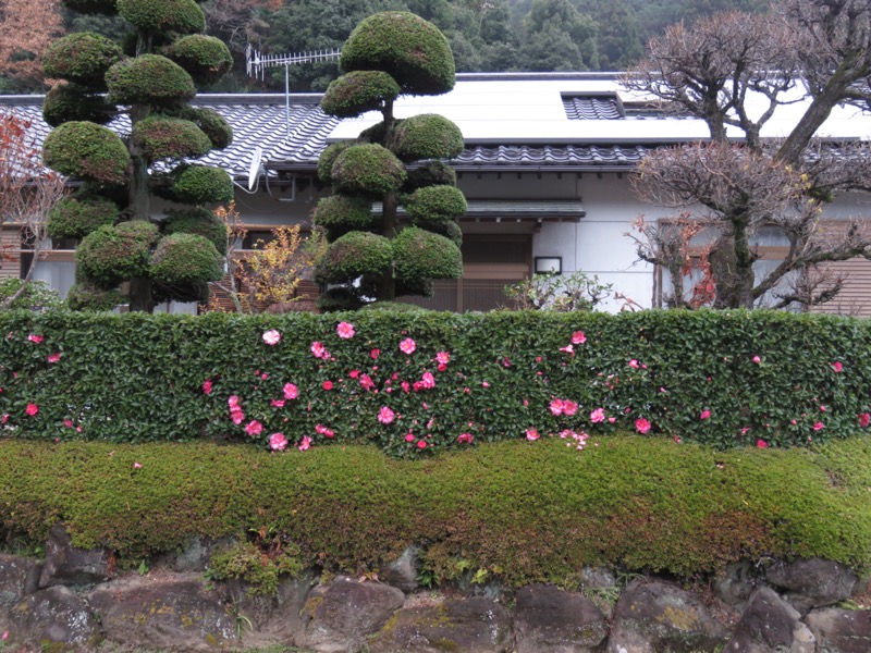 桜山、冬桜、モミジ、サザンカ、ツバキ