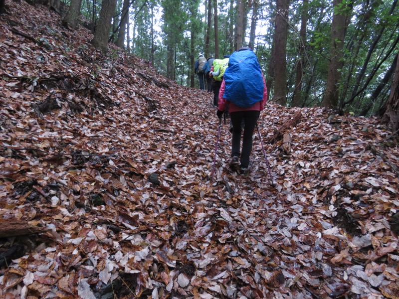 桜山、冬桜、モミジ、サザンカ、ツバキ