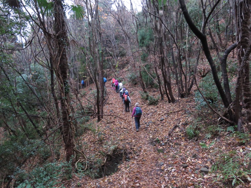 桜山、冬桜、モミジ、サザンカ、ツバキ