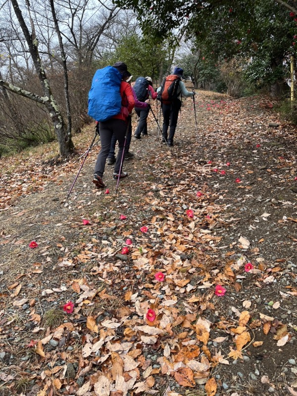 桜山、冬桜、モミジ、サザンカ、ツバキ