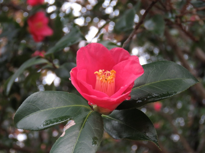 桜山、冬桜、モミジ、サザンカ、ツバキ