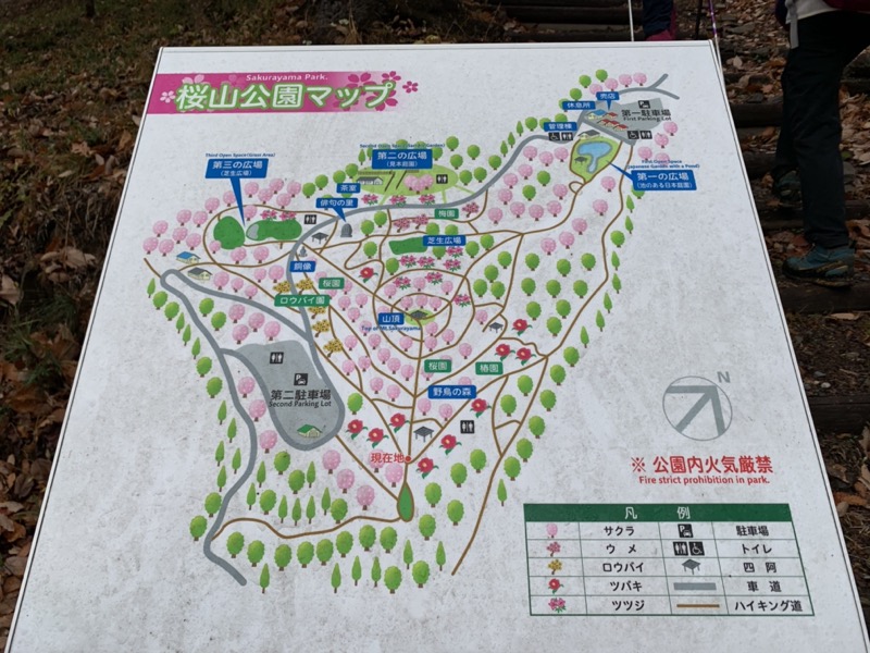 桜山、冬桜、モミジ、サザンカ、ツバキ