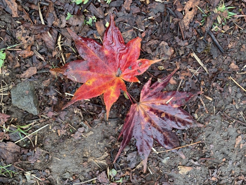 桜山、冬桜、モミジ、サザンカ、ツバキ