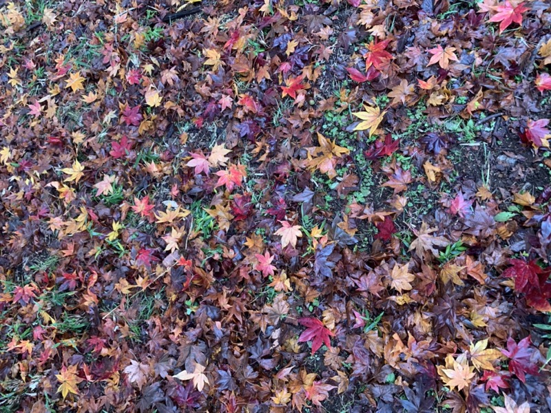 桜山、冬桜、モミジ、サザンカ、ツバキ