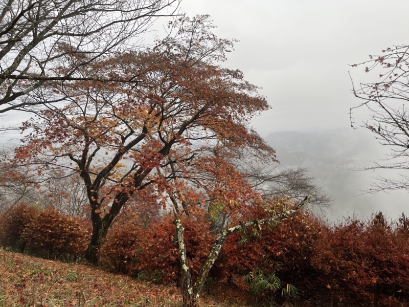 桜山、冬桜、モミジ、サザンカ、ツバキ