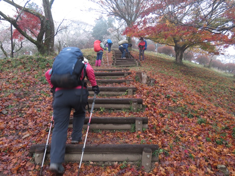 桜山、冬桜、モミジ、サザンカ、ツバキ