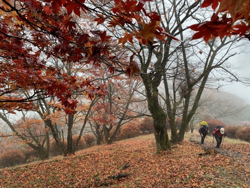 桜山、冬桜、モミジ、サザンカ、ツバキ