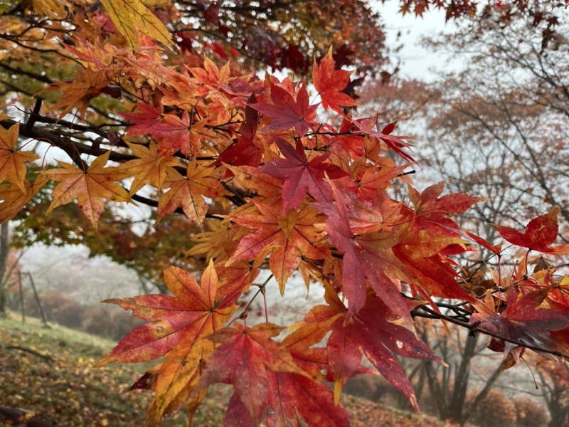 桜山、冬桜、モミジ、サザンカ、ツバキ