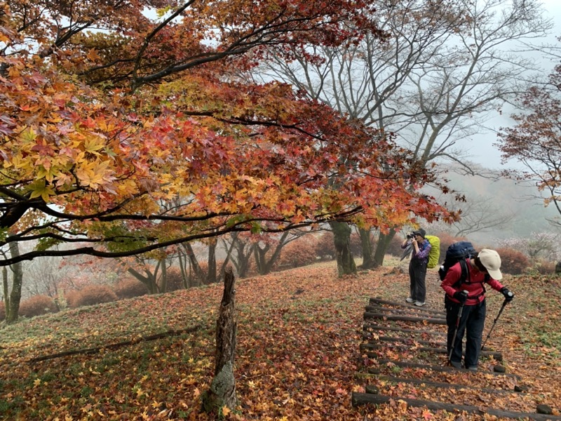 桜山、冬桜、モミジ、サザンカ、ツバキ