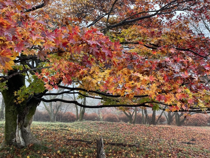 桜山、冬桜、モミジ、サザンカ、ツバキ