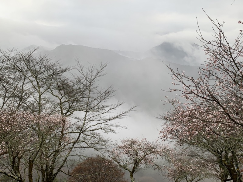 桜山、冬桜、モミジ、サザンカ、ツバキ