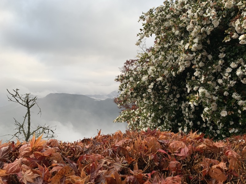 桜山、冬桜、モミジ、サザンカ、ツバキ