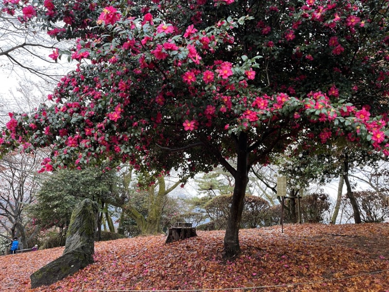 桜山、冬桜、モミジ、サザンカ、ツバキ