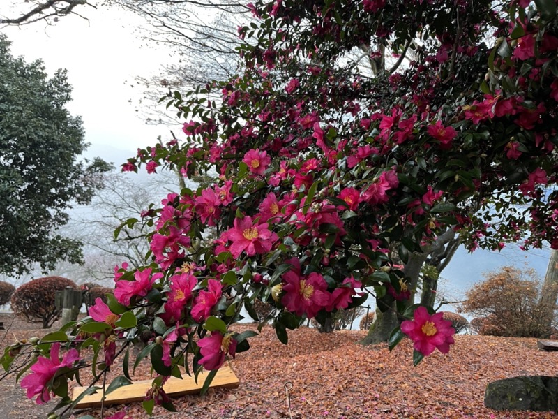 桜山、冬桜、モミジ、サザンカ、ツバキ