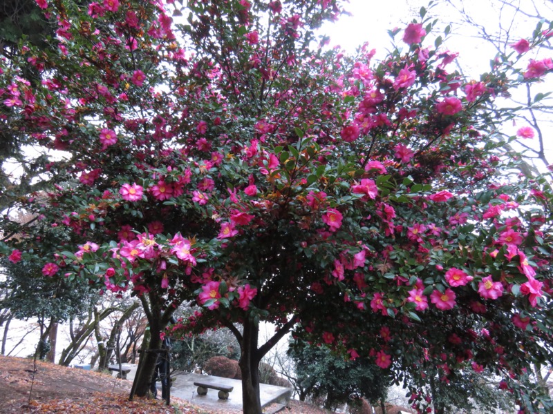 桜山、冬桜、モミジ、サザンカ、ツバキ